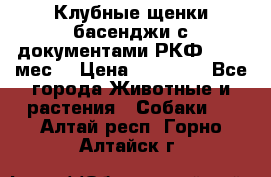 Клубные щенки басенджи с документами РКФ - 2,5 мес. › Цена ­ 20 000 - Все города Животные и растения » Собаки   . Алтай респ.,Горно-Алтайск г.